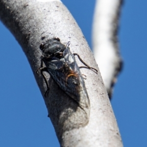 Yoyetta subalpina at Cotter River, ACT - 17 Dec 2021