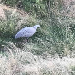 Cereopsis novaehollandiae (Cape Barren Goose) at Summerlands, VIC - 16 Dec 2021 by Tapirlord