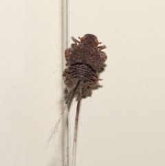 Platybrachys sp. (genus) at Wellington Point, QLD - suppressed