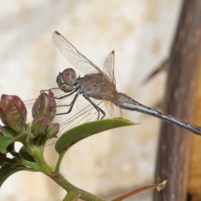 Diplacodes bipunctata (Wandering Percher) at Wellington Point, QLD - 13 Jul 2020 by TimL