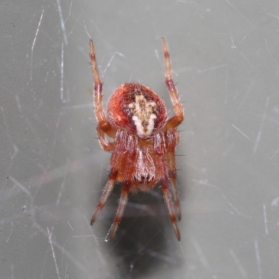 Unverified Spider (Araneae) at  - suppressed by TimL