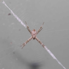Unidentified Spider (Araneae) at Wellington Point, QLD - 13 Jul 2020 by TimL