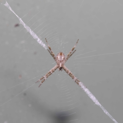 Argiope (genus) (A St. Andrew's cross spider) at Wellington Point, QLD - 13 Jul 2020 by TimL