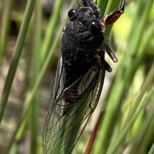 Yoyetta subalpina at Cotter River, ACT - 28 Dec 2021 10:22 PM