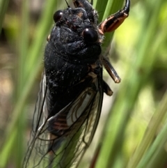 Yoyetta subalpina at Cotter River, ACT - 28 Dec 2021 10:22 PM