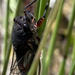 Yoyetta subalpina at Cotter River, ACT - 28 Dec 2021 10:22 PM