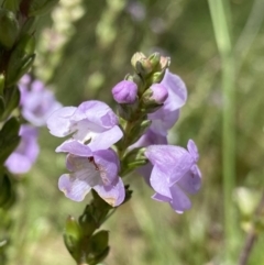Euphrasia collina subsp. paludosa at Cotter River, ACT - 28 Dec 2021 by NedJohnston