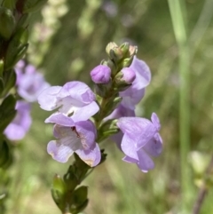 Euphrasia collina subsp. paludosa at Cotter River, ACT - 28 Dec 2021 by Ned_Johnston