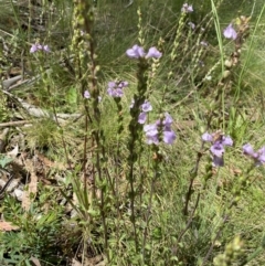 Euphrasia collina subsp. paludosa at Cotter River, ACT - 28 Dec 2021