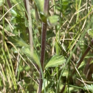 Euphrasia collina subsp. paludosa at Cotter River, ACT - 28 Dec 2021