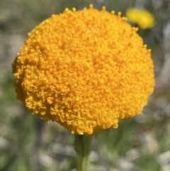 Craspedia aurantia var. aurantia (Orange Billy Buttons) at Cotter River, ACT - 28 Dec 2021 by NedJohnston