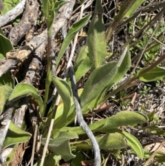 Craspedia aurantia var. aurantia at Cotter River, ACT - 28 Dec 2021