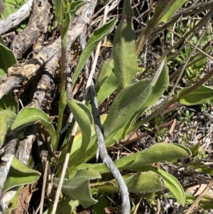 Craspedia aurantia var. aurantia at Cotter River, ACT - 28 Dec 2021