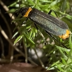 Chauliognathus lugubris (Plague Soldier Beetle) at Cotter River, ACT - 30 Dec 2021 by NedJohnston