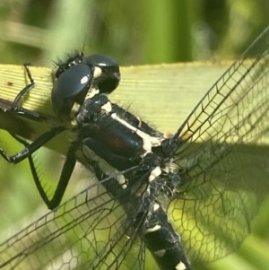 Eusynthemis guttata at Cotter River, ACT - 28 Dec 2021