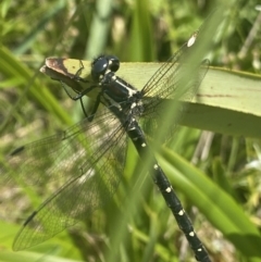 Eusynthemis guttata at Cotter River, ACT - 28 Dec 2021