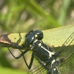 Eusynthemis guttata at Cotter River, ACT - 28 Dec 2021