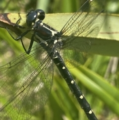 Eusynthemis guttata at Cotter River, ACT - 28 Dec 2021