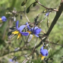 Dianella tasmanica (Tasman Flax Lily) at Cotter River, ACT - 28 Dec 2021 by NedJohnston