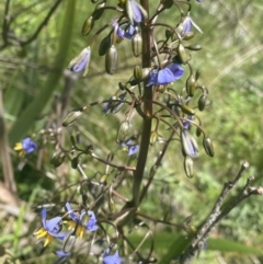 Dianella tasmanica at Cotter River, ACT - 28 Dec 2021