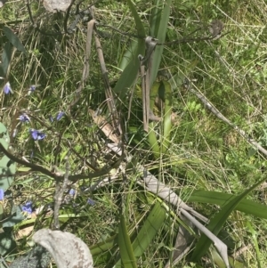 Dianella tasmanica at Cotter River, ACT - 28 Dec 2021