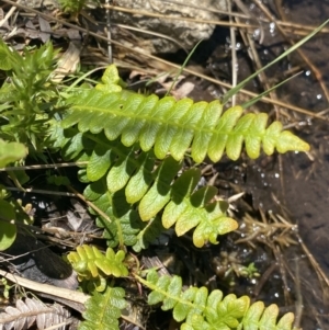 Blechnum penna-marina at Cotter River, ACT - 28 Dec 2021