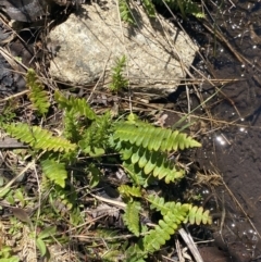 Blechnum penna-marina at Cotter River, ACT - 28 Dec 2021