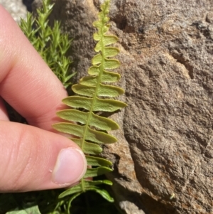 Blechnum penna-marina at Cotter River, ACT - 28 Dec 2021