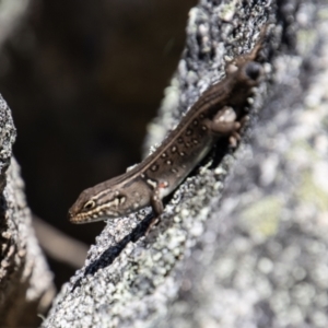 Liopholis whitii at Tennent, ACT - 29 Dec 2021 01:07 PM