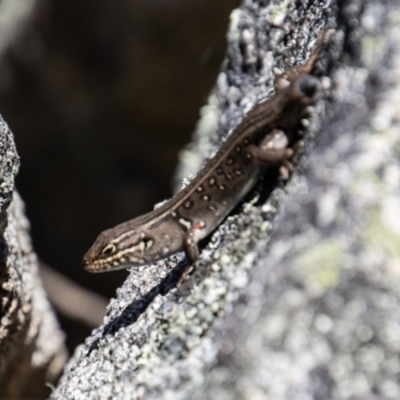 Liopholis whitii (White's Skink) at Tennent, ACT - 29 Dec 2021 by SWishart