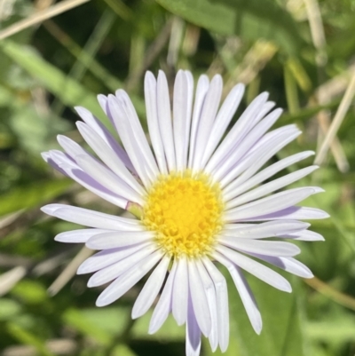 Brachyscome decipiens (Field Daisy) at Cotter River, ACT - 30 Dec 2021 by Ned_Johnston