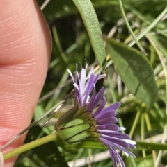 Brachyscome decipiens at Cotter River, ACT - 30 Dec 2021 01:58 PM