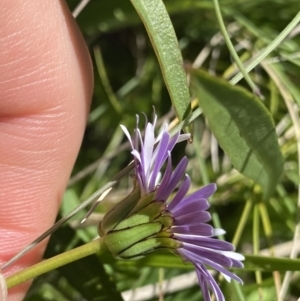 Brachyscome decipiens at Cotter River, ACT - 30 Dec 2021 01:58 PM