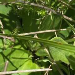 Brachyscome decipiens at Cotter River, ACT - 30 Dec 2021 01:58 PM