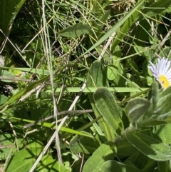 Brachyscome decipiens at Cotter River, ACT - 30 Dec 2021 01:58 PM