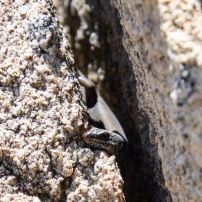 Egernia saxatilis (Black Rock Skink) at Tennent, ACT - 29 Dec 2021 by SWishart