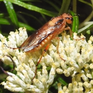 Pseudoperga lewisii at Kambah, ACT - 29 Dec 2021