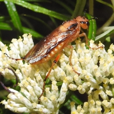 Pseudoperga guerinii (A sawfly) at Kambah, ACT - 29 Dec 2021 by HelenCross