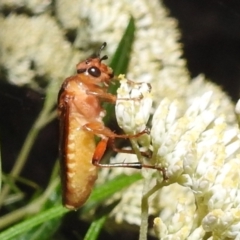 Pseudoperga lewisii at Kambah, ACT - 29 Dec 2021