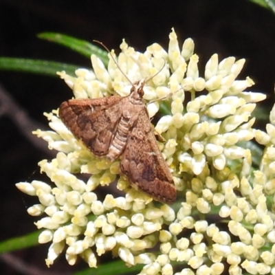 Metasia (genus) (A Crambid moth) at Kambah, ACT - 29 Dec 2021 by HelenCross