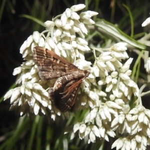 Nacoleia rhoeoalis at Kambah, ACT - 29 Dec 2021 08:29 PM