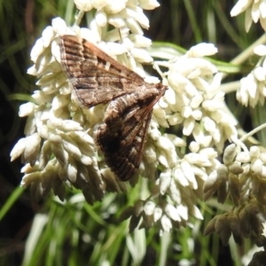 Nacoleia rhoeoalis at Kambah, ACT - 29 Dec 2021 08:29 PM