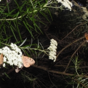 Heteronympha merope at Kambah, ACT - 29 Dec 2021