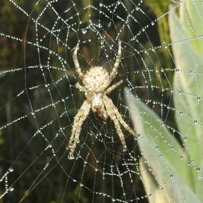 Backobourkia (genus) (An orb weaver) at Rendezvous Creek, ACT - 30 Dec 2021 by HelenCross