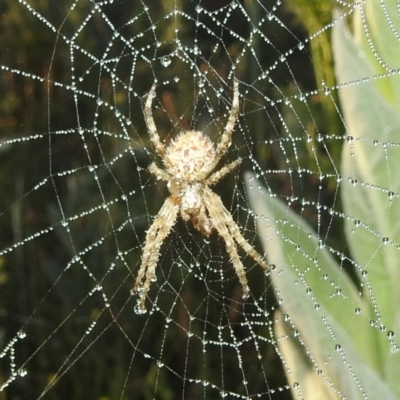 Backobourkia sp. (genus) (An orb weaver) at Rendezvous Creek, ACT - 29 Dec 2021 by HelenCross