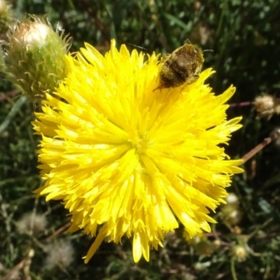 Lasioglossum (Chilalictus) sp. (genus & subgenus) (Halictid bee) at National Arboretum Woodland - 30 Dec 2021 by AndyRussell