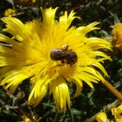 Lasioglossum (Chilalictus) sp. (genus & subgenus) at Molonglo Valley, ACT - 30 Dec 2021 11:15 AM