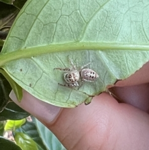 Opisthoncus sp. (genus) at Kambah, ACT - 30 Dec 2021