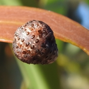 Chrysomelidae sp. (family) at Rendezvous Creek, ACT - 30 Dec 2021