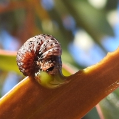 Chrysomelidae sp. (family) at Rendezvous Creek, ACT - 30 Dec 2021